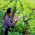 Brasil se posiciona a la vanguardia de la innovación en agricultura digital en América Latina.
