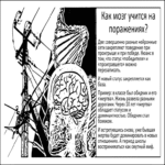 [Traducción] El efecto del perdedor. Cómo se reentrena el cerebro tras las derrotas y si podemos influir en este proceso.