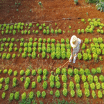 América Latina fomenta la agricultura digital: las solicitudes de patentes experimentan un incremento del 11%.