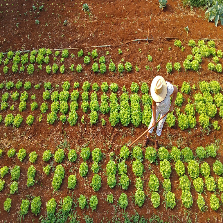 América Latina fomenta la agricultura digital: las solicitudes de patentes experimentan un incremento del 11%.