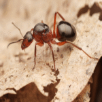 Yogur con hormigas: influencia del holobionte de las hormigas en la fermentación