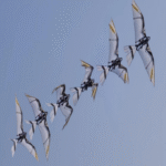 El dron con apariencia de ave diseñado para despegue y vuelo en cualquier entorno: una proeza en robótica biomimética.