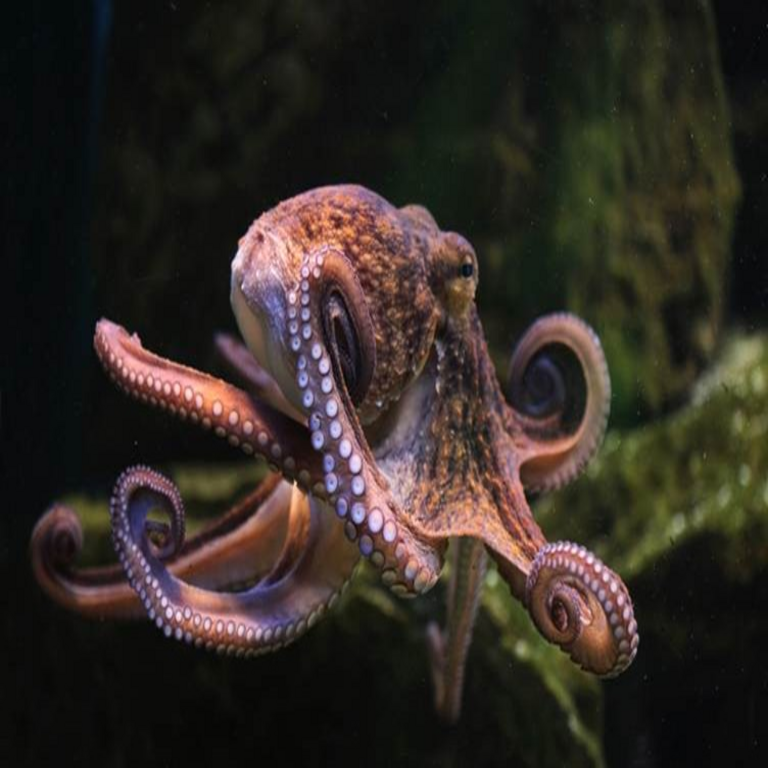 ¿Qué similitudes comparten el pulpo y el apósito adhesivo?