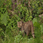 ¿Está la gata doméstica verdaderamente domesticada o solo amaestrada? ¿Puede volverse salvaje?