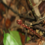 China ha descubierto un recurso estratégico de tierras raras en el interior de un organismo vivo, considerado un avance equiparable a un hito fundamental en este campo