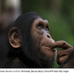 [Traducción] La inteligencia artificial se considera inteligente. Los chimpancés podrían cuestionar esta afirmación.