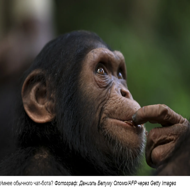 [Traducción] La inteligencia artificial se considera inteligente. Los chimpancés podrían cuestionar esta afirmación.