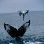 Drones oceánicos: la innovación tecnológica expande horizontes en la investigación de orcas, delfines y ballenas en su entorno natural. Drones oceánicos: la innovación tecnológica expande horizontes en la investigación de orcas, delfines y ballenas en su entorno natural.