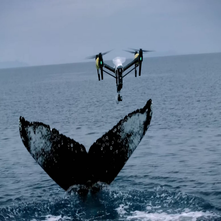 Drones oceánicos: la innovación tecnológica expande horizontes en la investigación de orcas, delfines y ballenas en su entorno natural. Drones oceánicos: la innovación tecnológica expande horizontes en la investigación de orcas, delfines y ballenas en su entorno natural.