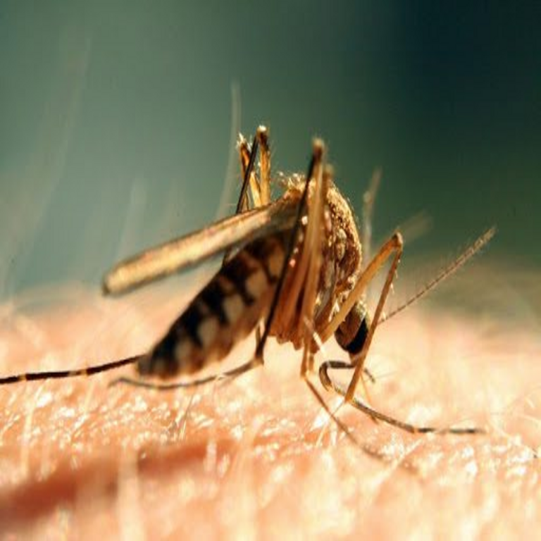 En Venezuela, la tecnología satelital refuerza la prevención y el control del dengue.