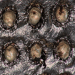 BGA y RoHS: el dúo infernal en la electrónica.