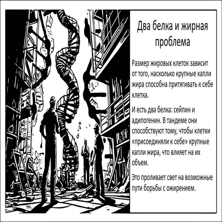 Una de las causas de la obesidad: la proteína que induce a las células a acumular mayor cantidad de grasa.