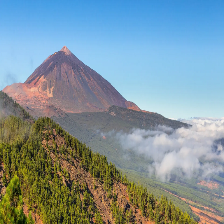 El árbol más antiguo de la Unión Europea, situado en el Teide, data de 600 años antes del nacimiento de El Cid.