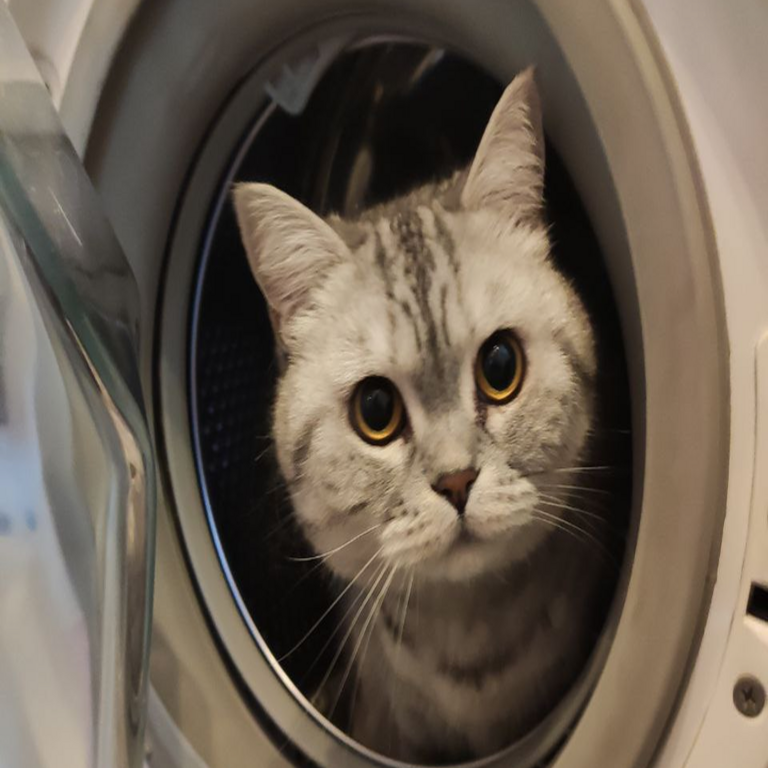 Experiencia de usuario doméstica: el propósito de la ventana de observación en las lavadoras