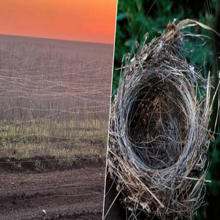 El principal temor en las guerras ha sido históricamente pisar una mina terrestre. En Ucrania, se emplean tijeras, dado que el pánico resulta más sutil: una red telarañosa. El principal temor en las guerras ha sido históricamente pisar una mina terrestre. En Ucrania, se emplean tijeras, dado que el pánico resulta más sutil: una red telarañosa.