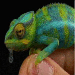 Científicos han desarrollado un polímero camaleón que altera su color al contacto con agua y alcohol. Científicos han desarrollado un polímero camaleón que altera su color al contacto con agua y alcohol.