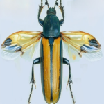 Se trata de un microrrobot que vuela imitando el comportamiento de un insecto y resiste turbulencias extremas.