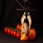 De cadáveres de arañas a colas de cigalas: los robots híbridos que explotan recursos naturales para lograr eficiencia económica y operatividad óptima. De cadáveres de arañas a colas de cigalas: los robots híbridos que explotan recursos naturales para lograr eficiencia económica y operatividad óptima.