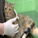 Cómo rescatamos a una familia de tres gatos callejeros que se instalaron en el terreno de construcción del futuro centro de datos.