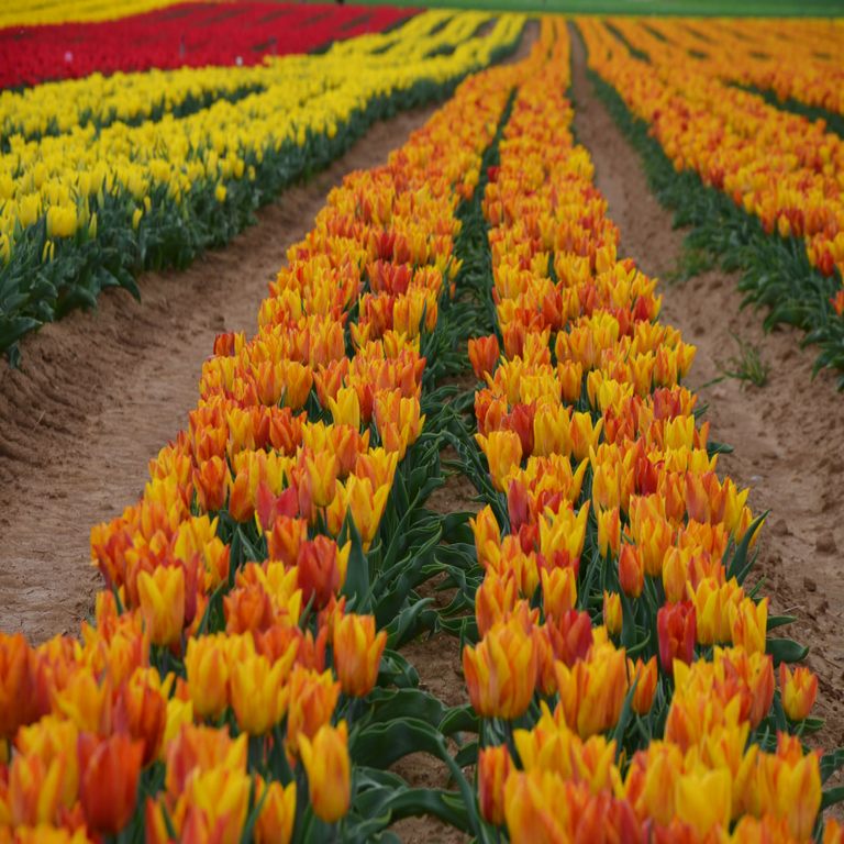 La primera burbuja especulativa en la bolsa de valores