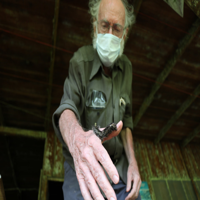 Los entomólogos emiten una alerta urgente: los insectos están desapareciendo de la faz de la Tierra.