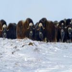 Lo que los directores de seguridad de la información (CISOs) pueden aprender de los bueyes almizcleros.