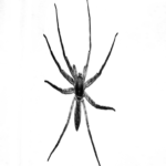 Destacados de 2025: Gran distribuidor mayorista de alimentos paralizado por ciberataque — ¿Scattered Spider de nuevo?