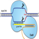 Desarrollo de un buscador de gRNA para CRISPR en Python, Parte I: Introducción y búsqueda básica