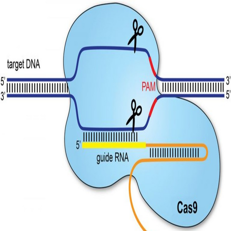 Desarrollo de un buscador de gRNA para CRISPR en Python, Parte I: Introducción y búsqueda básica
