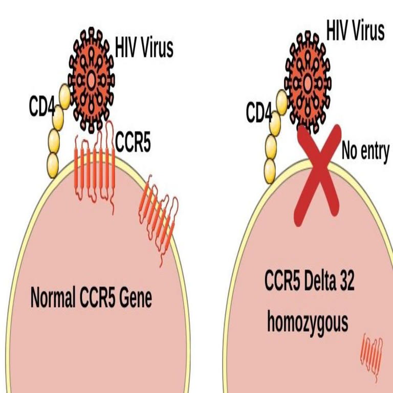 Cortando ADN con Python: Buscador de gRNA para CRISPR, Parte II: Evaluación de puntuación, efectos off-target y gen real