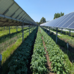 Estudio indica que paneles solares instalados sobre cultivos mitigan el estrés térmico en las plantas.