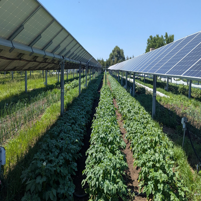 Estudio indica que paneles solares instalados sobre cultivos mitigan el estrés térmico en las plantas.