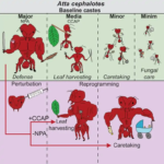 Científicos logran modificar la función laboral de las hormigas mediante el uso de dos moléculas.