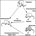 El efecto Bruce: aborto inducido en animales