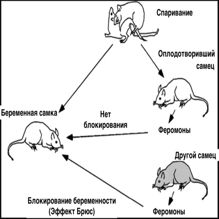 El efecto Bruce: aborto inducido en animales