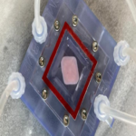 Investigadores logran el desarrollo de un hígado bioimpreso en 3D destinado a procedimientos de trasplante.