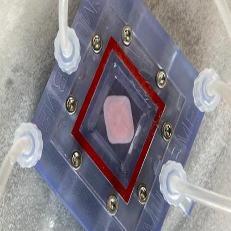 Investigadores logran el desarrollo de un hígado bioimpreso en 3D destinado a procedimientos de trasplante.