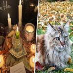 Adquirí en línea un encantamiento digital para transformar a mi felina en una influencer. Como consecuencia, cuento con dos euros menos y un temor incrementado hacia la inteligencia artificial.