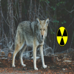 Los lobos mutantes de la zona de la central nuclear de Chernóbil han desarrollado adaptaciones evolutivas para resistir el cáncer.