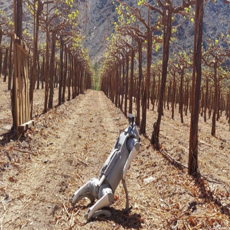 Innovación en la agricultura: el robot canino impulsado por inteligencia artificial para la supervisión de cultivos.
