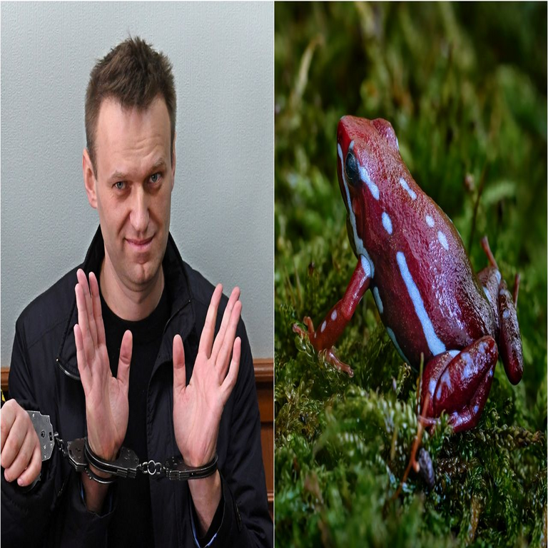 Se trata de la rana dardo, el anfibio sudamericano cuyo veneno se utilizó para envenenar y causar la muerte de Navalny.