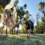 Los factores subyacentes a la viralidad de los ‘therian’: identidad, redes sociales y controversia juvenil