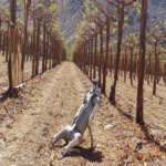 El robot canino autónomo que supervisa los campos agrícolas ante la escasez de mano de obra: emplea cámaras e inteligencia artificial para monitorear los cultivos.