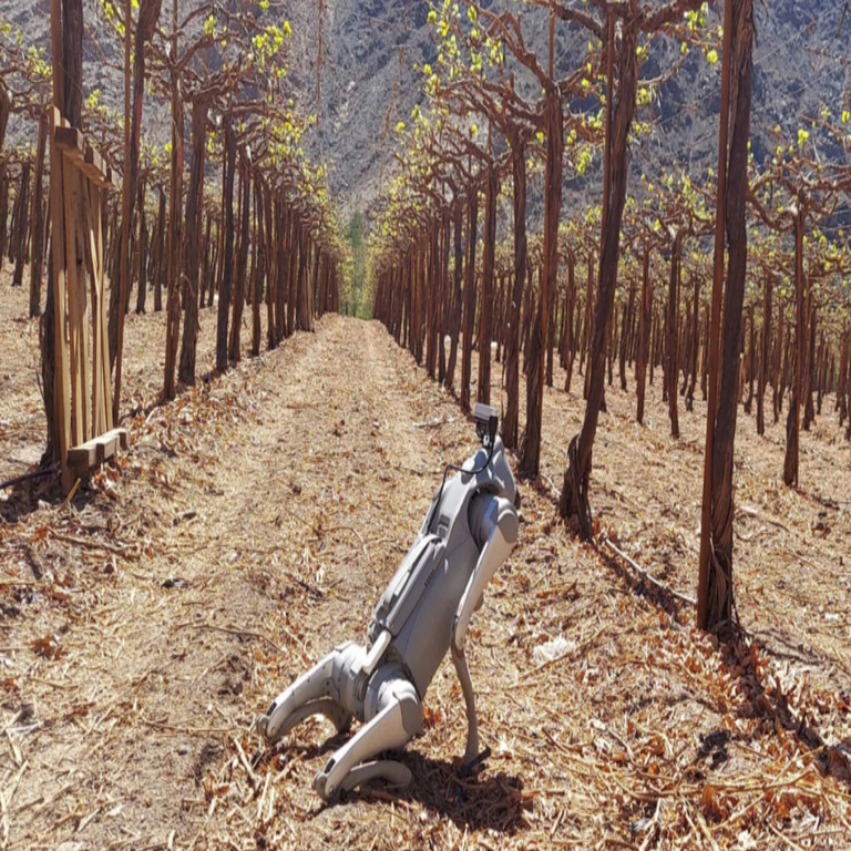 El robot canino autónomo que supervisa los campos agrícolas ante la escasez de mano de obra: emplea cámaras e inteligencia artificial para monitorear los cultivos. El robot canino autónomo que supervisa los campos agrícolas ante la escasez de mano de obra: emplea cámaras e inteligencia artificial para monitorear los cultivos.