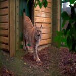 Ursa, la lince euroasiática salvada durante el conflicto en Ucrania, accede por primera vez al exterior a lo largo de su existencia.