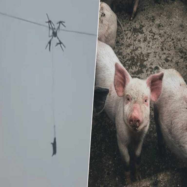 En China se produjo un corte de suministro eléctrico de varias horas que dejó sin iluminación a miles de personas, originado por un cerdo transportado a bordo de un dron.