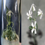 Investigadores han conseguido resucitar exitosamente una planta de 32.000 años de antigüedad mediante la intervención de ardillas.