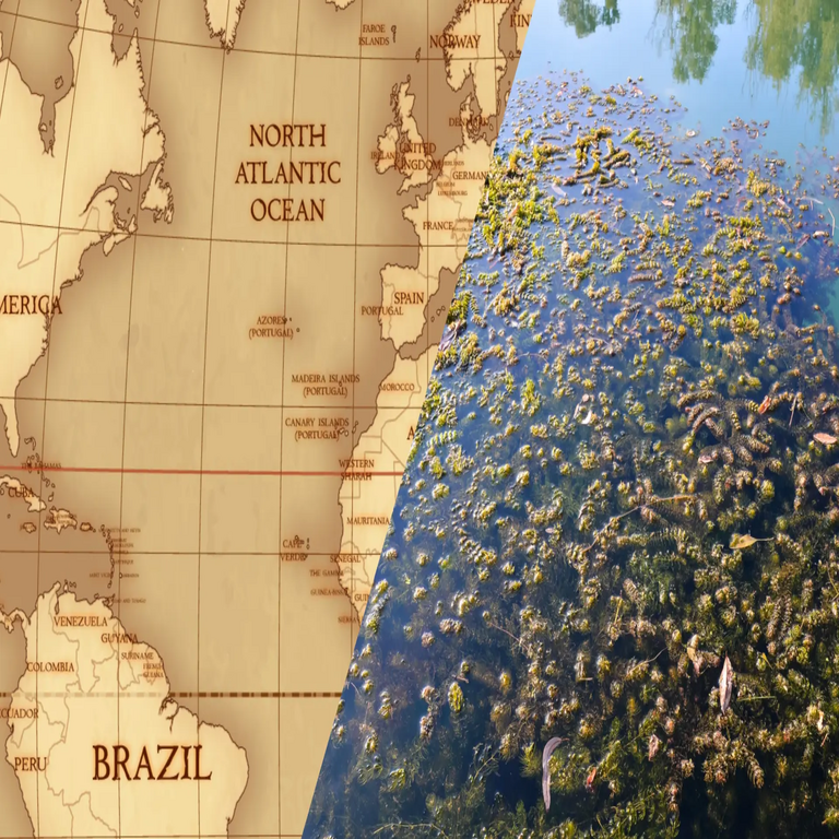 Detectan en el océano Atlántico, frente a las costas africanas, una extensa franja marrón del tamaño de un continente, y los científicos confirman que constituye una señal alarmante.