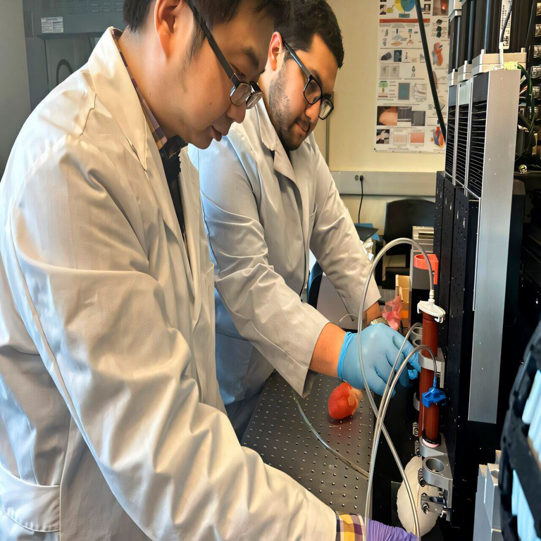 Un corazón artificial fabricado mediante impresión 3D transforma la simulación de intervenciones quirúrgicas cardíacas complejas.