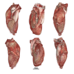 Un atlas interactivo innovador facilita la visualización del cuerpo humano de forma inédita.